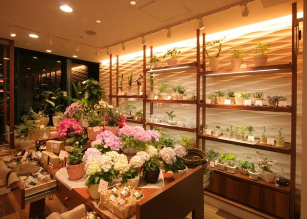 【風のﾄﾞﾙﾌｨﾝ06】Conoka茨木店